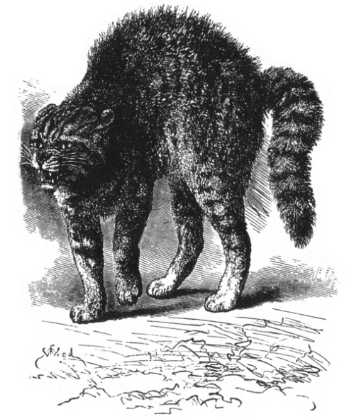 Image from section on cats in Expression of Emotion